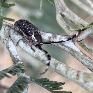 Ancita marginicollis at Murrumbateman, NSW - 8 Mar 2021