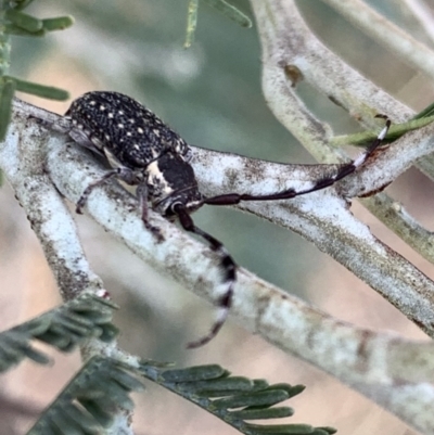 Ancita marginicollis (A longhorn beetle) at Murrumbateman, NSW - 8 Mar 2021 by SimoneC