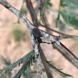 Ancita marginicollis at Murrumbateman, NSW - 8 Mar 2021 12:22 PM