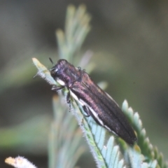 Agrilus hypoleucus (Hypoleucus jewel beetle) at Stromlo, ACT - 7 Mar 2021 by Harrisi