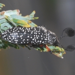 Rhipicera femorata (Feather-horned beetle) at Stromlo, ACT - 7 Mar 2021 by Harrisi