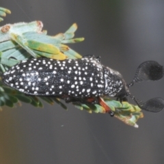 Rhipicera (Agathorhipis) femorata (Feather-horned beetle) at Stromlo, ACT - 7 Mar 2021 by Harrisi