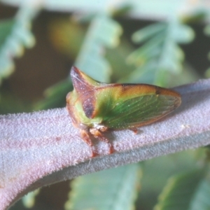 Sextius virescens at Stromlo, ACT - 7 Mar 2021