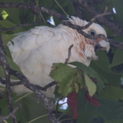 Cacatua sanguinea (Little Corella) at Phillip, ACT - 9 Mar 2021 by AlisonMilton