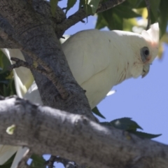 Cacatua sanguinea at Phillip, ACT - 9 Mar 2021 11:41 AM