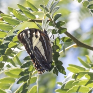 Charaxes sempronius at Phillip, ACT - 9 Mar 2021 11:50 AM