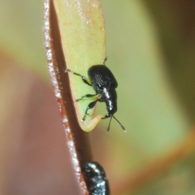 Euops sp. (genus) (A leaf-rolling weevil) at Stromlo, ACT - 7 Mar 2021 by Harrisi