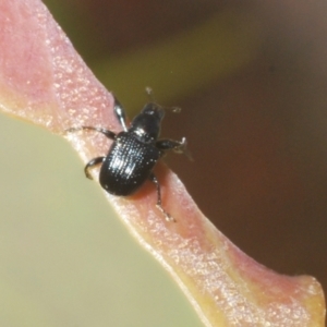 Euops sp. (genus) at Stromlo, ACT - 7 Mar 2021