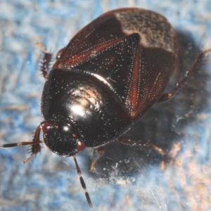 Cydnidae (family) at Belconnen, ACT - 7 Mar 2021