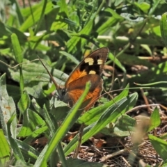 Heteronympha merope (Common Brown Butterfly) at Tuggeranong DC, ACT - 9 Mar 2021 by RodDeb