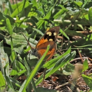 Heteronympha merope at Tuggeranong DC, ACT - 9 Mar 2021