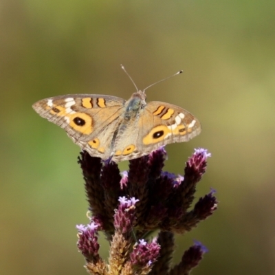 Junonia villida (Meadow Argus) at Point Hut to Tharwa - 9 Mar 2021 by RodDeb