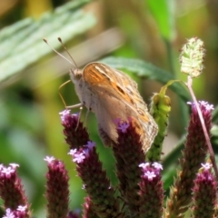 Junonia villida at Gordon, ACT - 9 Mar 2021