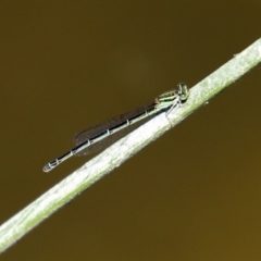 Austroagrion watsoni (Eastern Billabongfly) at Gordon, ACT - 9 Mar 2021 by RodDeb