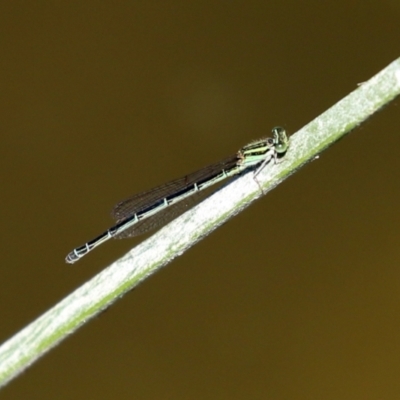 Austroagrion watsoni (Eastern Billabongfly) at Point Hut to Tharwa - 9 Mar 2021 by RodDeb