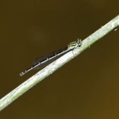 Austroagrion watsoni at Gordon, ACT - 9 Mar 2021