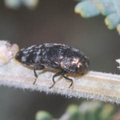 Diphucrania sp. (genus) (Jewel Beetle) at Stromlo, ACT - 7 Mar 2021 by Harrisi