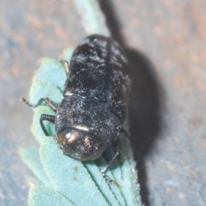 Diphucrania sp. (genus) at Stromlo, ACT - 7 Mar 2021