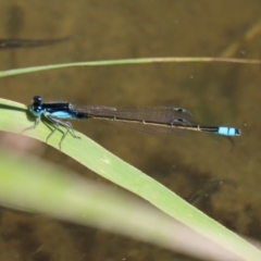 Ischnura heterosticta (Common Bluetail Damselfly) at Point Hut to Tharwa - 9 Mar 2021 by RodDeb