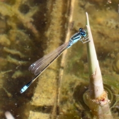 Ischnura heterosticta at Gordon, ACT - 9 Mar 2021