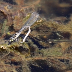 Ischnura heterosticta (Common Bluetail Damselfly) at Point Hut to Tharwa - 9 Mar 2021 by RodDeb