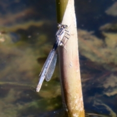 Ischnura heterosticta at Gordon, ACT - 9 Mar 2021