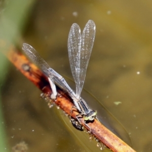 Ischnura heterosticta at Gordon, ACT - 9 Mar 2021