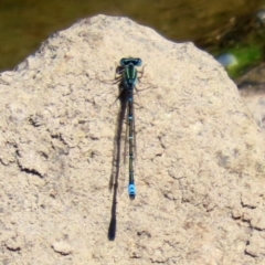 Austroagrion watsoni (Eastern Billabongfly) at Gordon, ACT - 9 Mar 2021 by RodDeb