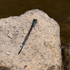 Austroagrion watsoni at Gordon, ACT - 9 Mar 2021 12:54 PM