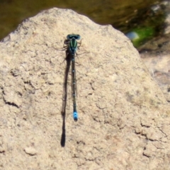 Austroagrion watsoni at Gordon, ACT - 9 Mar 2021