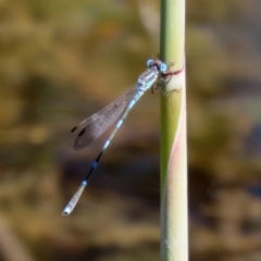 Austrolestes leda (Wandering Ringtail) at Gordon, ACT - 9 Mar 2021 by RodDeb