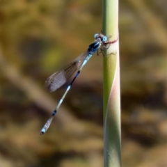 Austrolestes leda at Gordon, ACT - 9 Mar 2021 01:00 PM