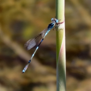 Austrolestes leda at Gordon, ACT - 9 Mar 2021