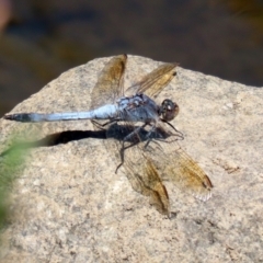 Orthetrum caledonicum at Gordon, ACT - 9 Mar 2021 12:54 PM