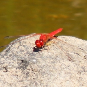 Diplacodes haematodes at Gordon, ACT - 9 Mar 2021 12:53 PM