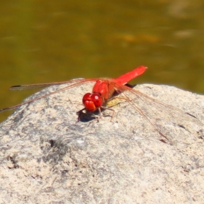 Diplacodes haematodes (Scarlet Percher) at Point Hut to Tharwa - 9 Mar 2021 by RodDeb