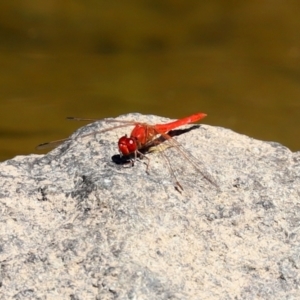 Diplacodes haematodes at Gordon, ACT - 9 Mar 2021 12:53 PM