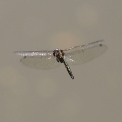 Hemicordulia australiae (Australian Emerald) at Point Hut to Tharwa - 9 Mar 2021 by RodDeb