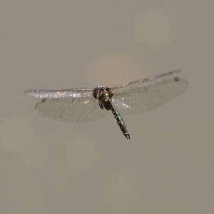 Hemicordulia australiae at Tuggeranong DC, ACT - 9 Mar 2021