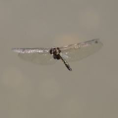 Hemicordulia australiae at Tuggeranong DC, ACT - 9 Mar 2021