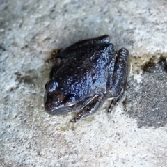 Litoria lesueuri (Lesueur's Tree-frog) at Lower Cotter Catchment - 9 Mar 2021 by Ct1000