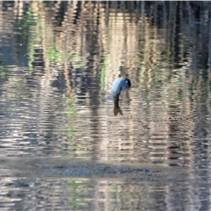 Oncorhynchus mykiss at Cotter River, ACT - 9 Mar 2021 06:51 PM