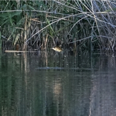 Oncorhynchus mykiss at Cotter River, ACT - 9 Mar 2021 06:51 PM