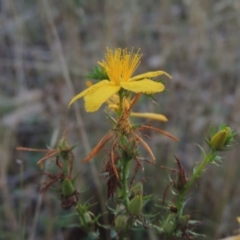 Hypericum perforatum (St John's Wort) at Brindabella, NSW - 1 Mar 2021 by MichaelBedingfield