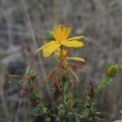 Hypericum perforatum (St John's Wort) at Brindabella, NSW - 1 Mar 2021 by michaelb