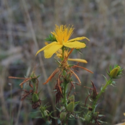 Hypericum perforatum (St John's Wort) at Brindabella, NSW - 1 Mar 2021 by MichaelBedingfield