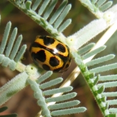 Peltoschema oceanica (Oceanica leaf beetle) at Paddys River, ACT - 7 Mar 2021 by Christine