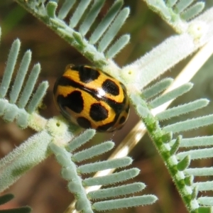 Peltoschema oceanica at Paddys River, ACT - 8 Mar 2021