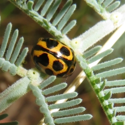 Peltoschema oceanica (Oceanica leaf beetle) at Paddys River, ACT - 7 Mar 2021 by Christine