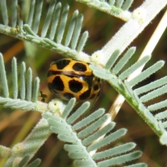 Peltoschema oceanica at Paddys River, ACT - 8 Mar 2021